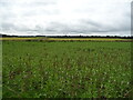 Crop field, Melgund in DD8 2UG