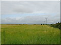 Cereal crop, Melgund in DD9 6SW