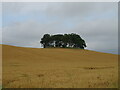 Cereal crop and small woodland, Crook Hill in DD9 6SY