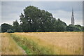 Field path with view of Salisbury Cathedral in Netherhampton