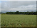 Cereal crop towards woodland near White Myre in DD9 6SR