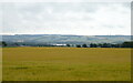 Cereal crop near Middle Drums in DD9 6TP