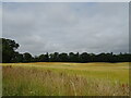Cereal crop and woodland near Burghill in DD9 6TL