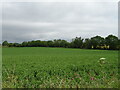 Crop field, Brechin in DD9 7PL