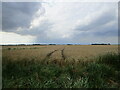 Wheat field near Nordelph in PE38 0BJ