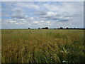 Barley field off Brand's Lane in IP29 4SF