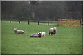 Sheep, Lower Luckhurst in Isle of Oxney Ward