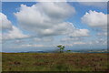 Solitary Sapling on an Empty Moor in LA2 9LG