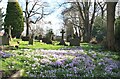 Crocuses in All Saints Churchyard, Breadsall in DE21 5LU