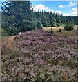 Heather and conifers in ML11 8FE