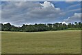 Walpole: Looking over mown grassland to woodland in IP19 0LR