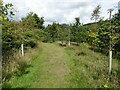 A corner of the Life for a Life Memorial Forest at Horwich in Bottom o' th' Moor