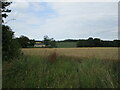 Wheat field and Chevington Hall Cottage in IP29 5QQ