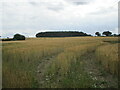 Chevington, barley field and plantation in IP29 5QQ