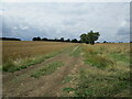 Farm track near The Grove, Hargrave in IP29 5QR
