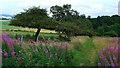 The path through the rosebay willowherb to Hill of Dunnideer in AB52 6LN