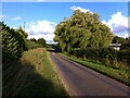 Weeping willow caught in a summer breeze, Breach Oak Lane, Astley in CV7 8AW
