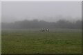 Horses in a misty field in TN15 6RF