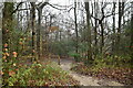 Footpath in Cuckoo Wood in BR6 7JL