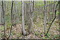 Coppicing, Hurst Wood in TN11 9SN
