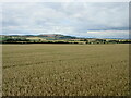 Wheat field by the A91 in KY16 9YF