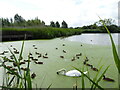 Swan and ducks, Pershore Community Wetlands  in WR10 3NS