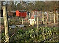 Allotments in winter in WA16 0NN