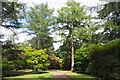 A Woodland Path at Westonbirt Arboretum in GL8 8QX