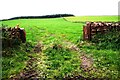 View towards Curlew Wood through gateway on NW side of Salkeld Road in CA11 9GW