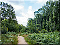 Path through the woods in SG14 2QR