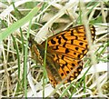 Dark Green Fritillary in YO18 8EU