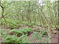Cowran Woods in Hayton