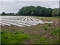 Crops under polythene in CA8 9JJ