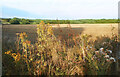 Fieldside Weeds at Moor Farm in PO38 3JG