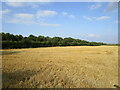 Stubble field by the A605 in PE7 3TT