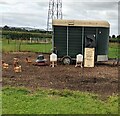 Free-range chickens in Middlehall Farm, Eastington, Gloucestershire in GL10 3BE