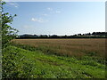 Cereal crop towards Orchard Industrial Estate in GL54 5DG