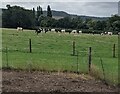 Cows in a field, Eastington, Gloucestershire in GL10 3BE