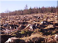 Cleared forest in LD3 7YN