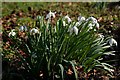 Snowdrops in CB10 2FN