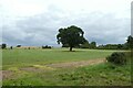 Tree in a field in YO61 3LB