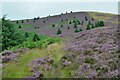 Heather on Brown Knowe in TD7 5JY