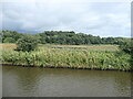 Flooded land, north bank of the Weaver Navigation in WA7 3ED