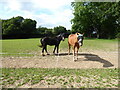 Ponies in a paddock near Prestwood in HP16 9DX