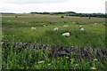 Sheep by Screetham Lane in S45 0LR