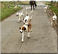 Hounds in NE66 4JA