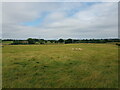 Sheep in a field near Upper Woodsfield Farm in WR13 5BE