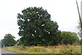 Tree by Uttoxeter Road, Foston in Foston and Scropton