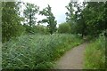 Boardwalk in Askham Bog in YO24 2UY