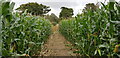 Footpath through Maize Crop at Lymore in SO41 0TW